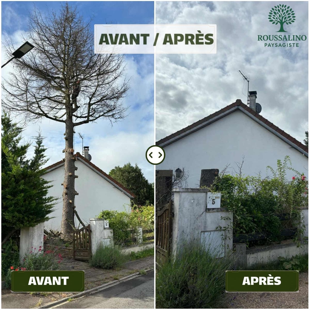 Abattage et dessouchage d'un grand arbre mort près d'une maison, intervention sécurisée par Roussalino Paysagiste à Bastogne.