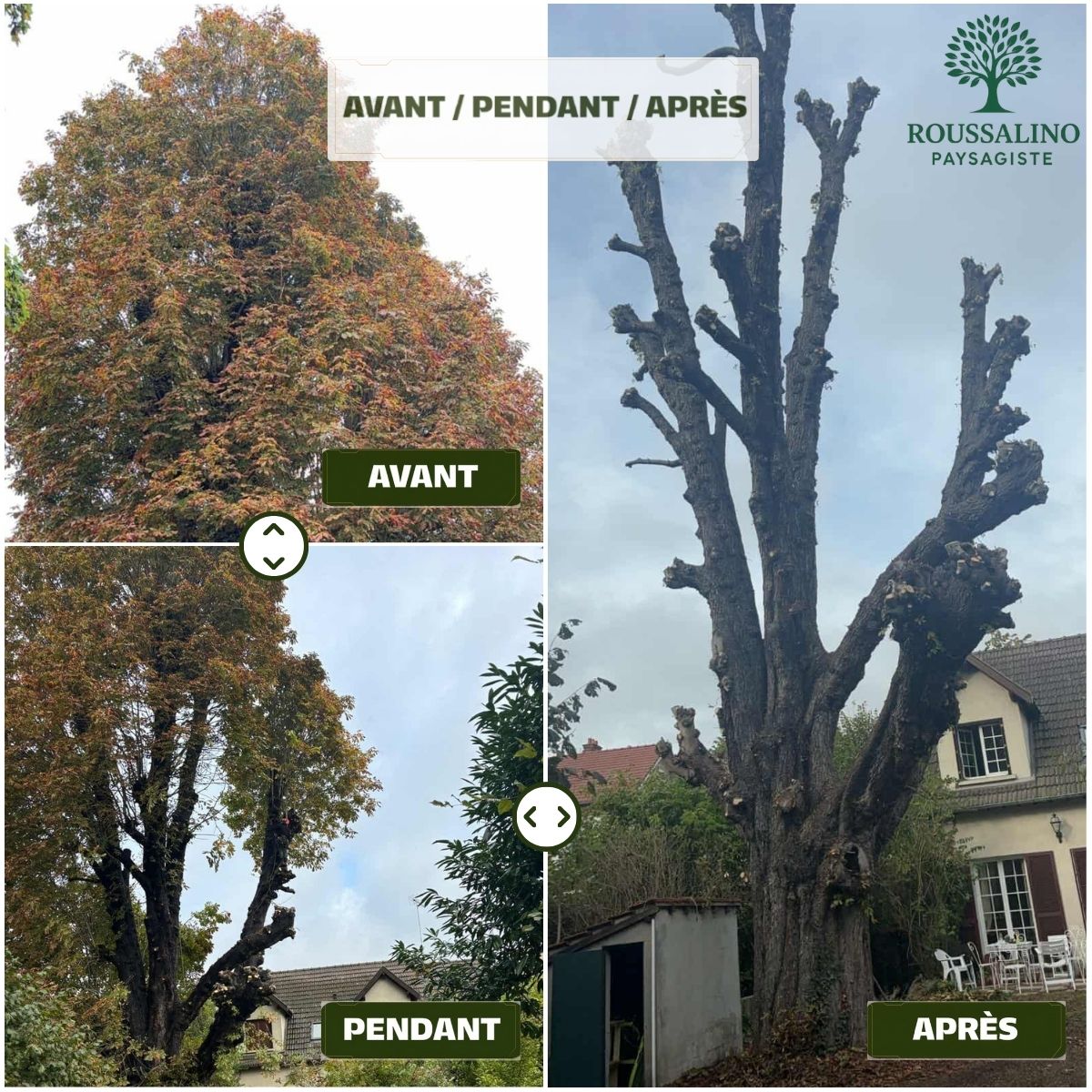 Montage avant-pendant-après d'un élagage sévère (taille en têtard) sur un grand arbre par l'équipe de Roussalino Paysagiste au Luxembourg.