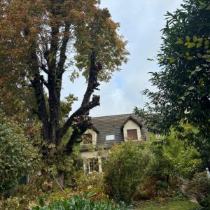 Élagueur-grimpeur de Roussalino Paysagiste en action pour un abattage par démontage sur un grand arbre en province du Luxembourg.