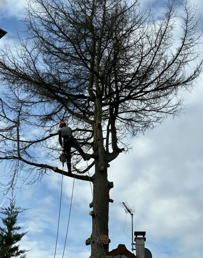 Élagueur-grimpeur équipé d'un harnais et d'une tronçonneuse coupant une branche lors d'un abattage par démontage sécurisé.