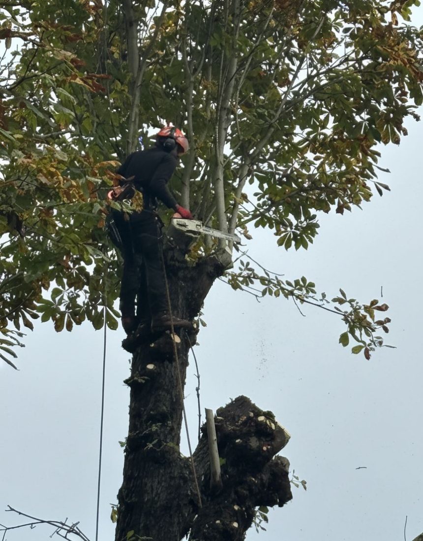 Élagueur-grimpeur de Roussalino Paysagiste avec casque et tronçonneuse effectuant une taille d'entretien sur un marronnier à Arlon.