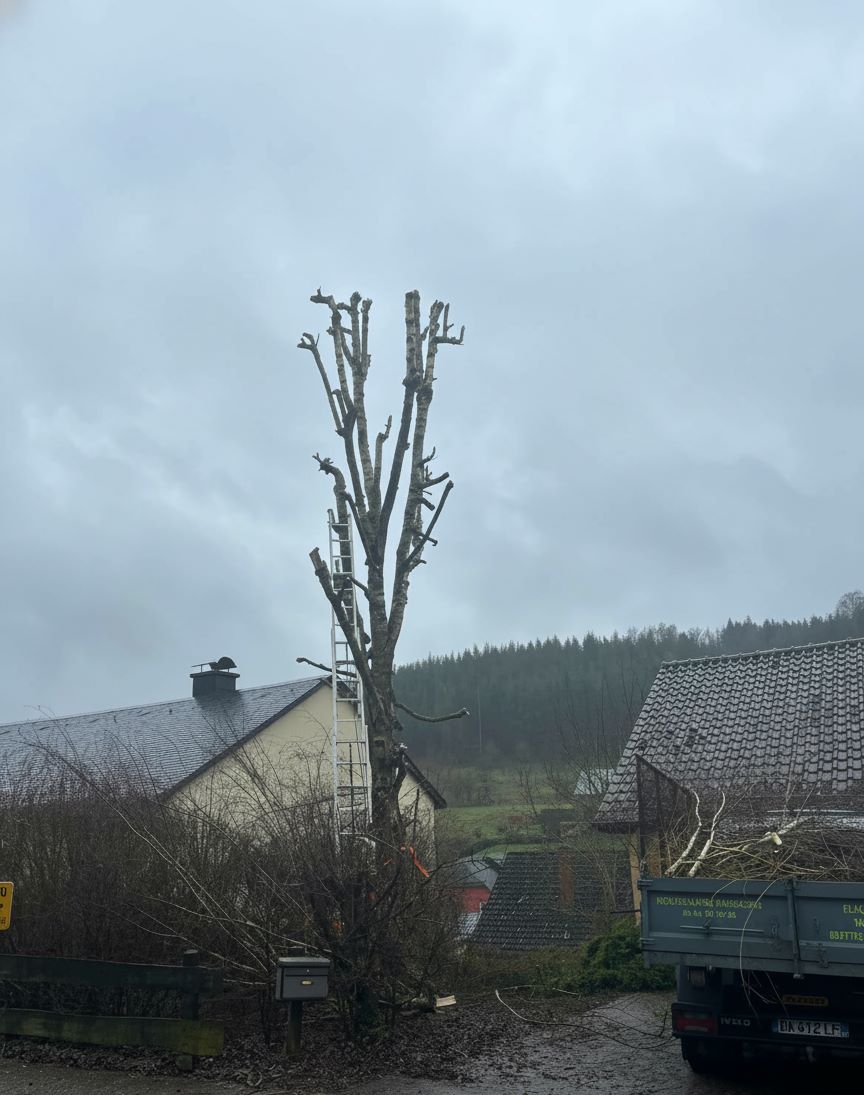 Chantier d'élagage avec notre camion benne assurant l'évacuation des branches et végétaux coupés en province de Luxembourg.