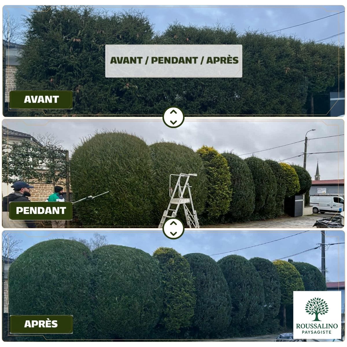 Montage photo avant, pendant et après la taille d'une grande haie de cyprès par l'équipe de paysagistes Roussalino à Arlon.